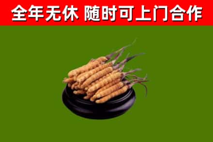 江源区回收散虫草