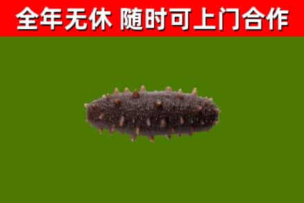 江源区回收海参干